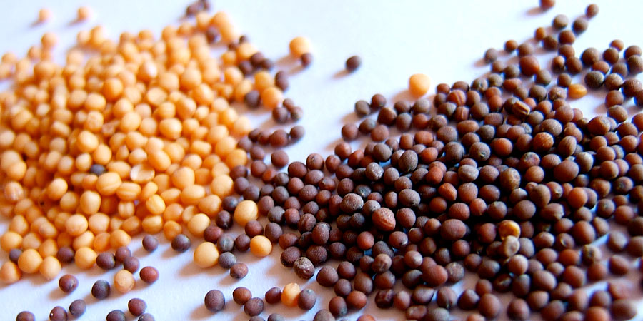 Guia Completo: Do Plantio à Colheita de Sementes de Mostarda