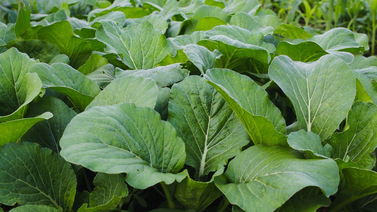 Benefícios e Usos das Sementes de Mostarda Colhidas em Casa