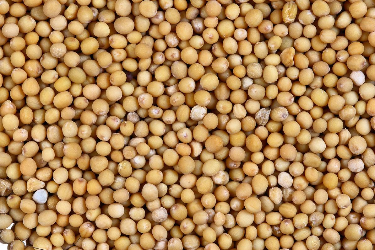 Erros Comuns ao Cultivar Mostarda para Sementes e Como Evitá-los