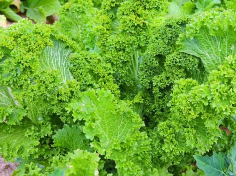 Guia Completo: Do Plantio à Colheita de Sementes de Mostarda