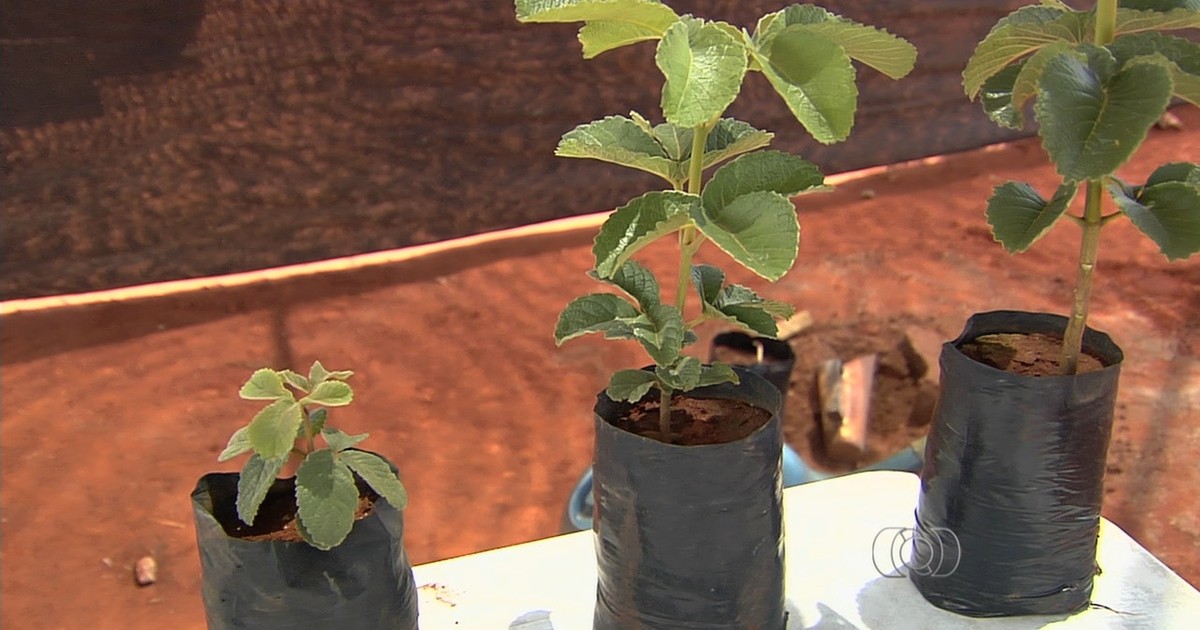 como plantar muda de pequi