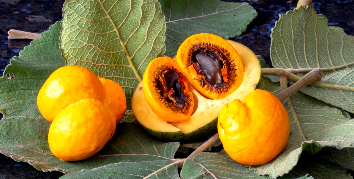 Manejo de pragas em árvores frutíferas