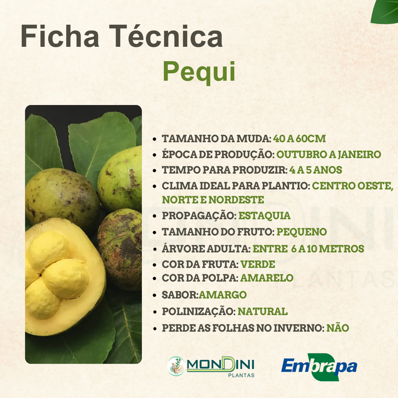 A importância do Cerrado e suas espécies nativas