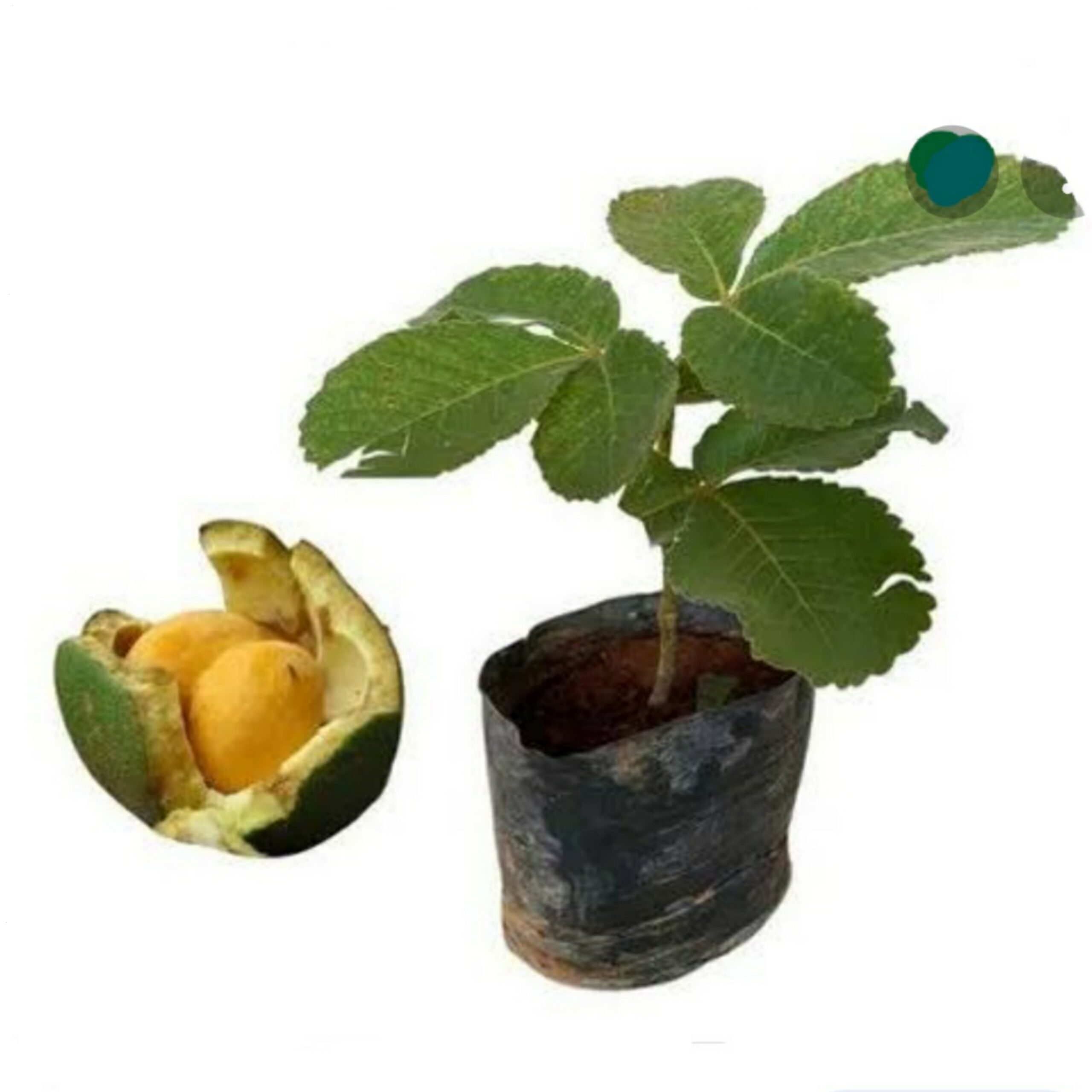 Manejo de pragas em árvores frutíferas