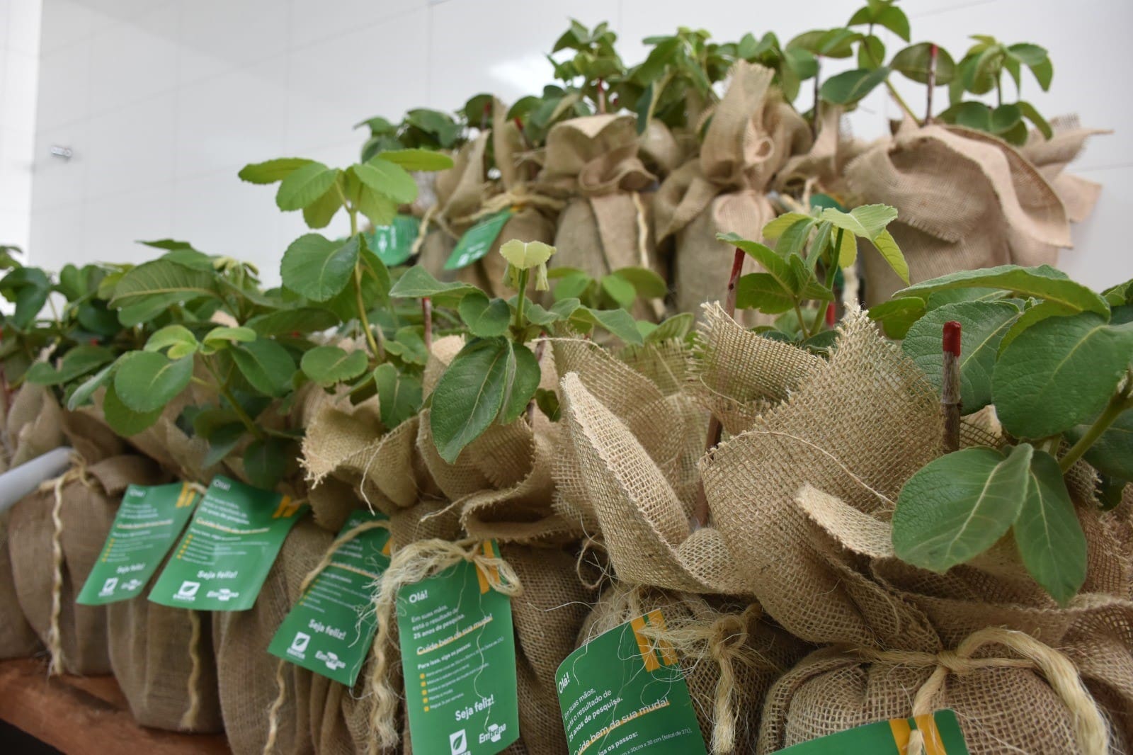 como plantar muda de pequi