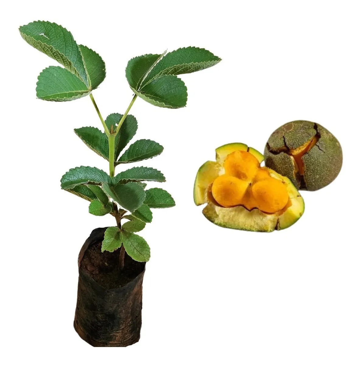 Benefícios do Pequi para a saúde