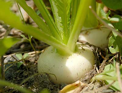 Variedades de Nabo: Qual a Melhor para o Seu Clima?