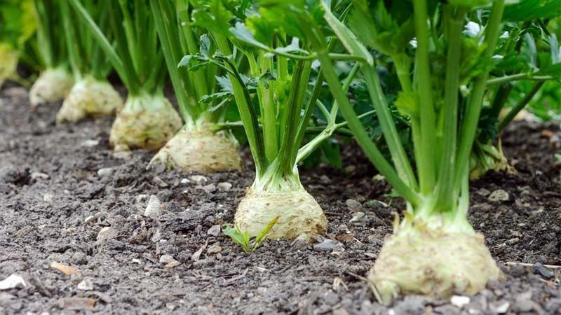 Controle de Pragas e Doenças no Cultivo de Nabo