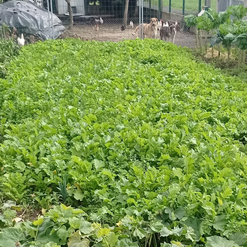 5 Dicas para um Solo Perfeito para o Plantio de Nabo