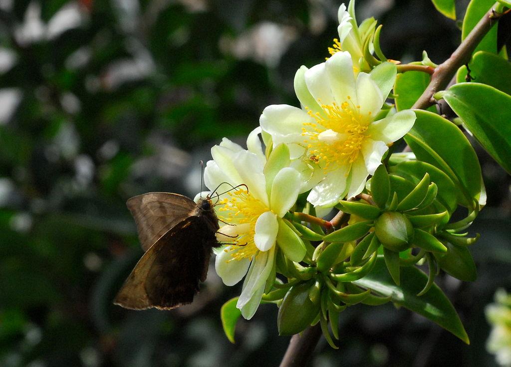 Ora-pro-nóbis como forrageira para animais