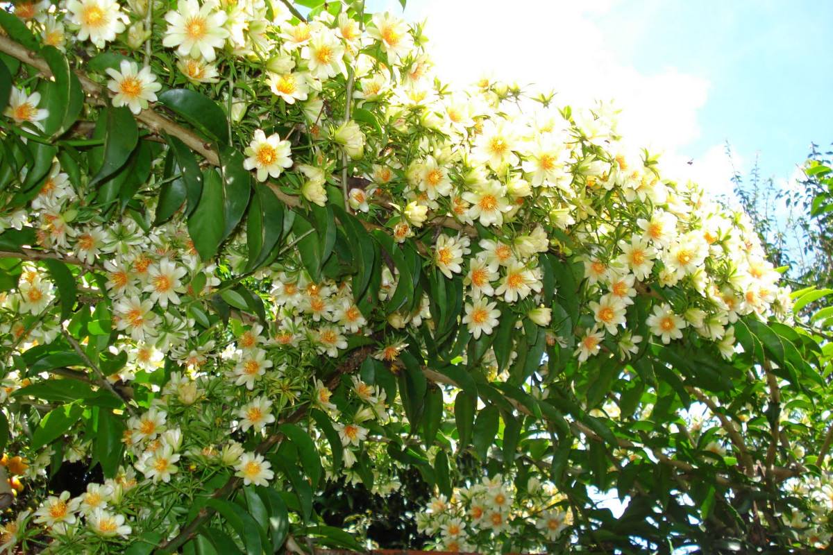 como plantar ora-pro-nóbis