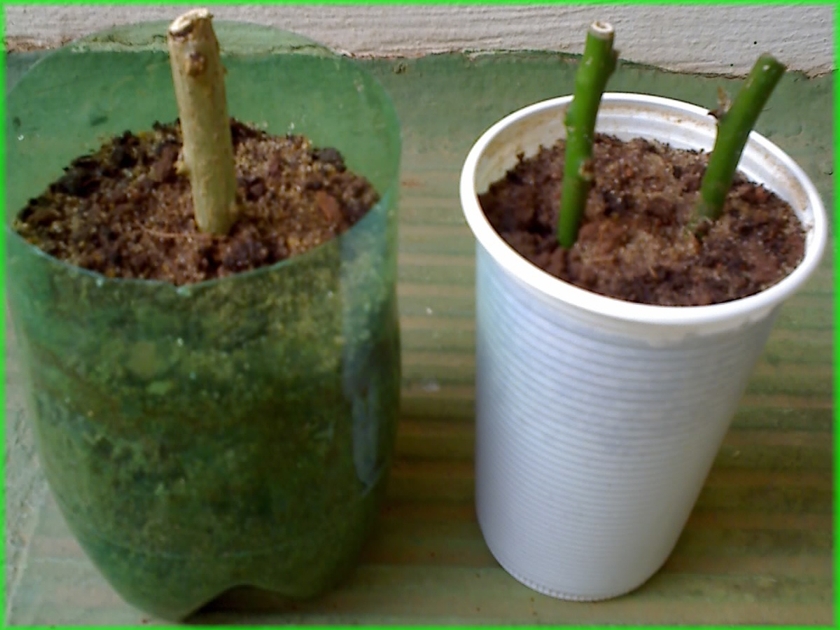 como plantar ora-pro-nóbis por estaca