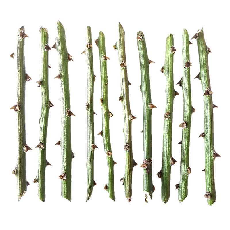 Benefícios nutricionais da ora-pro-nóbis