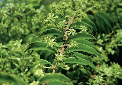 Receitas com folhas de ora-pro-nóbis