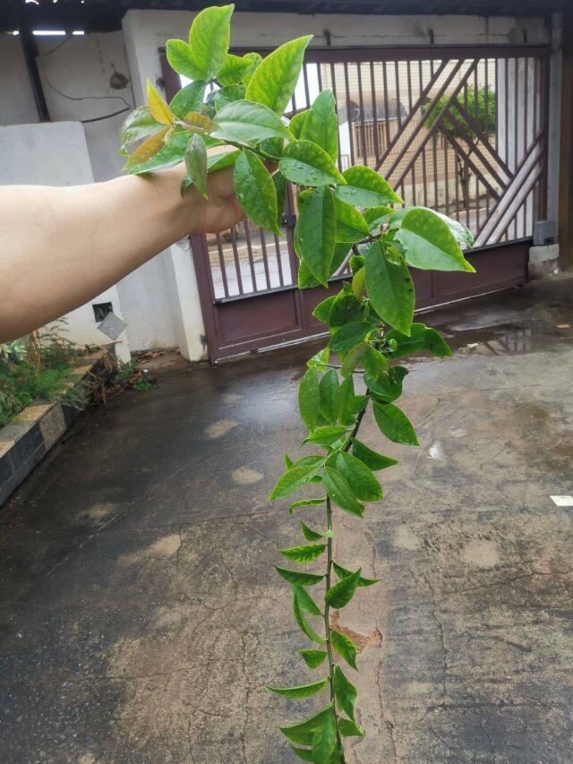 Benefícios nutricionais da ora-pro-nóbis