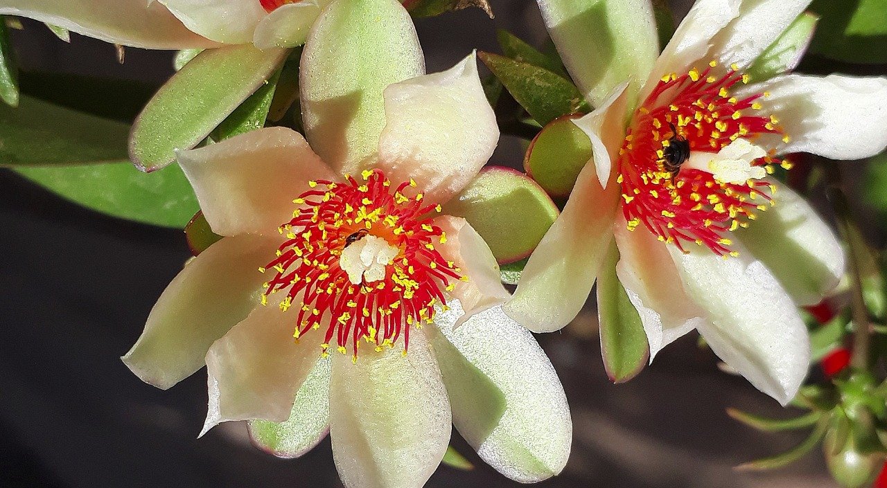 Receitas com folhas de ora-pro-nóbis