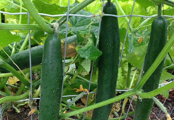 como plantar pepino caipira