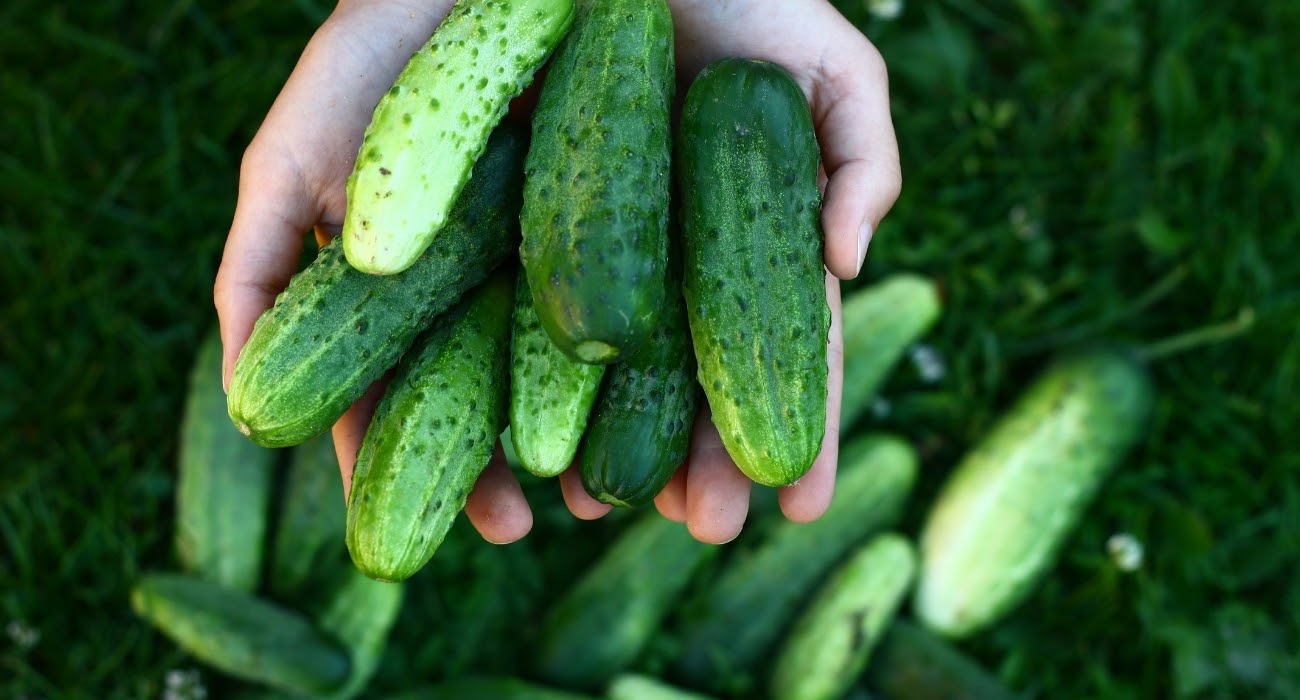 melhores dicas para plantar pepino caipira em casa