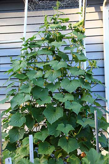 principais erros ao cultivar pepino caipira