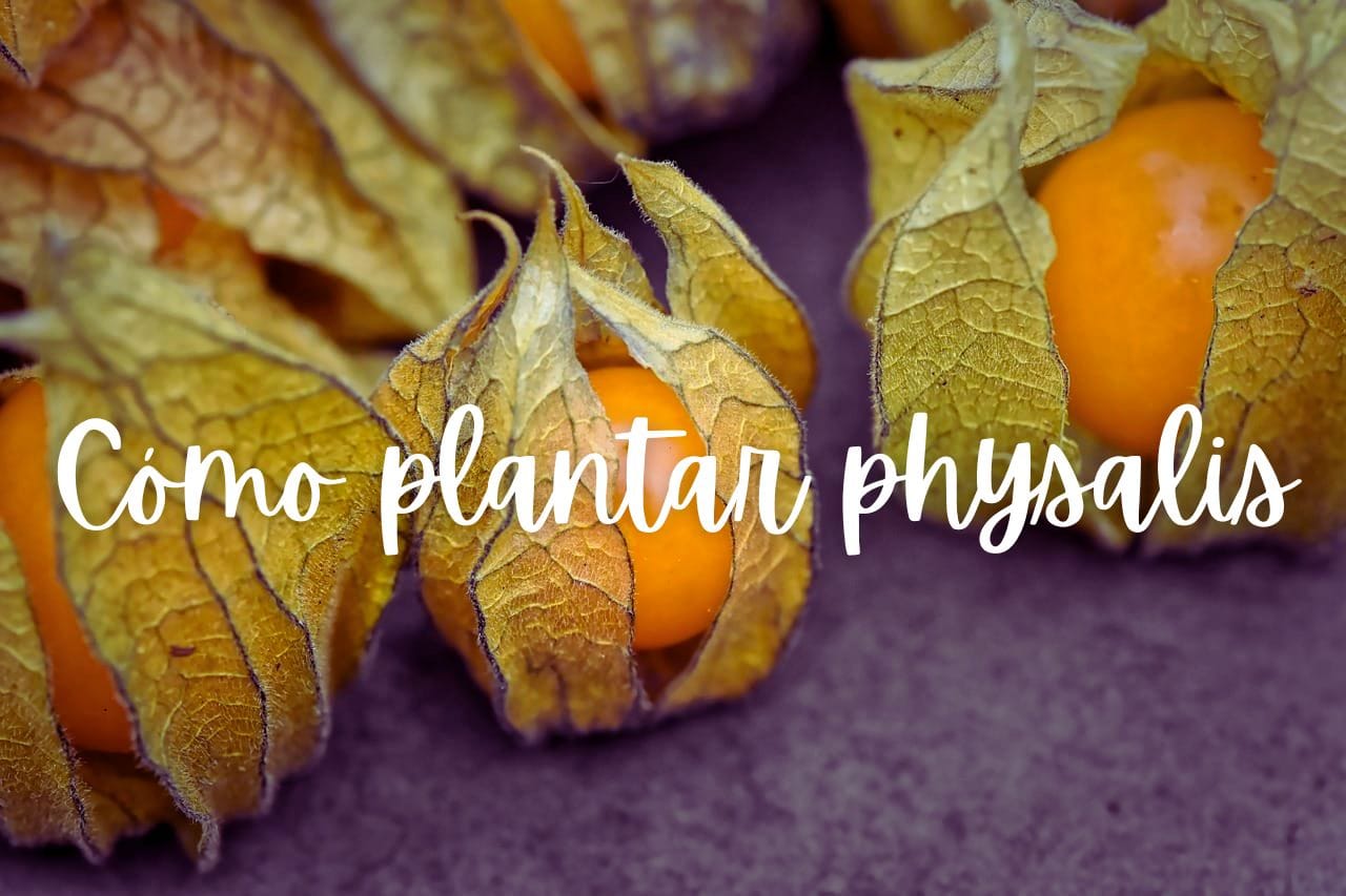 5 Benefícios da Physalis para a Saúde