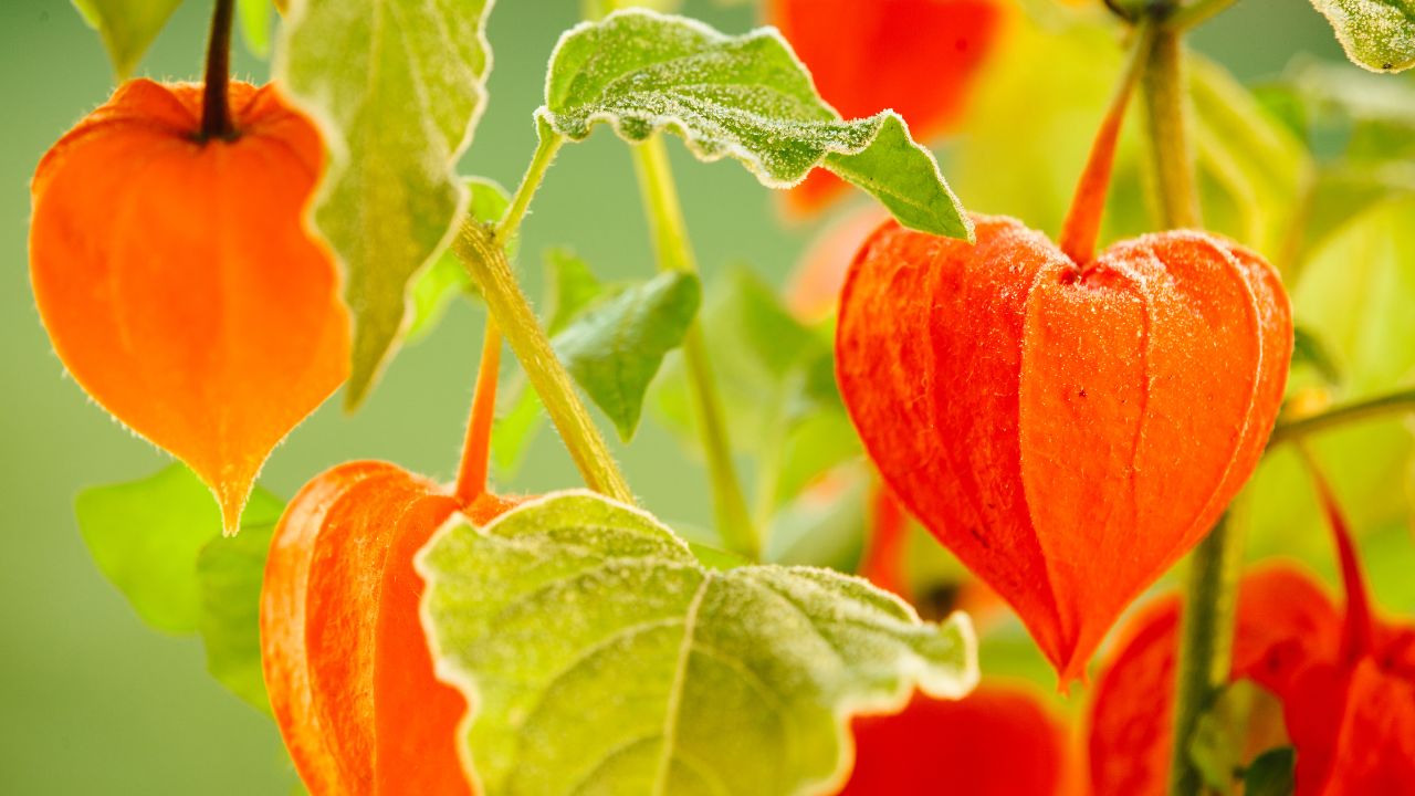 Receitas Criativas com Physalis