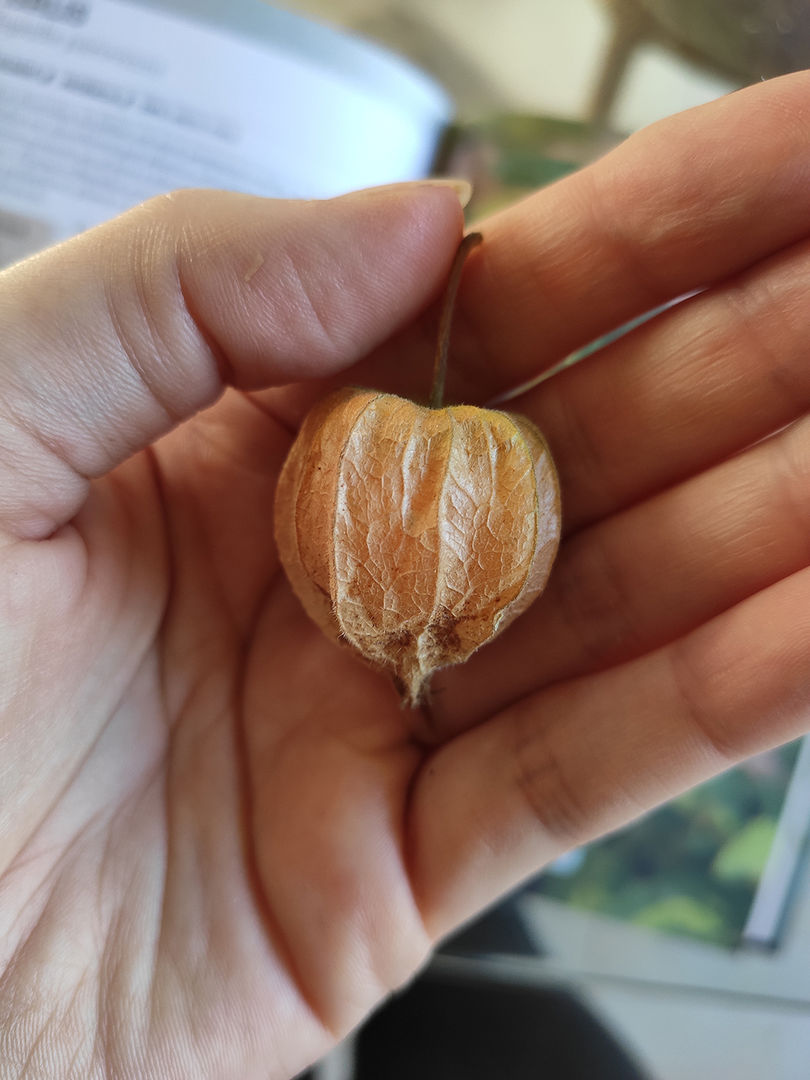 10 Benefícios da Physalis para a Saúde