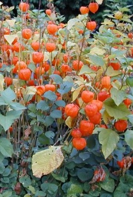 Physalis vs Tomate: Semelhanças e Diferenças no Cultivo