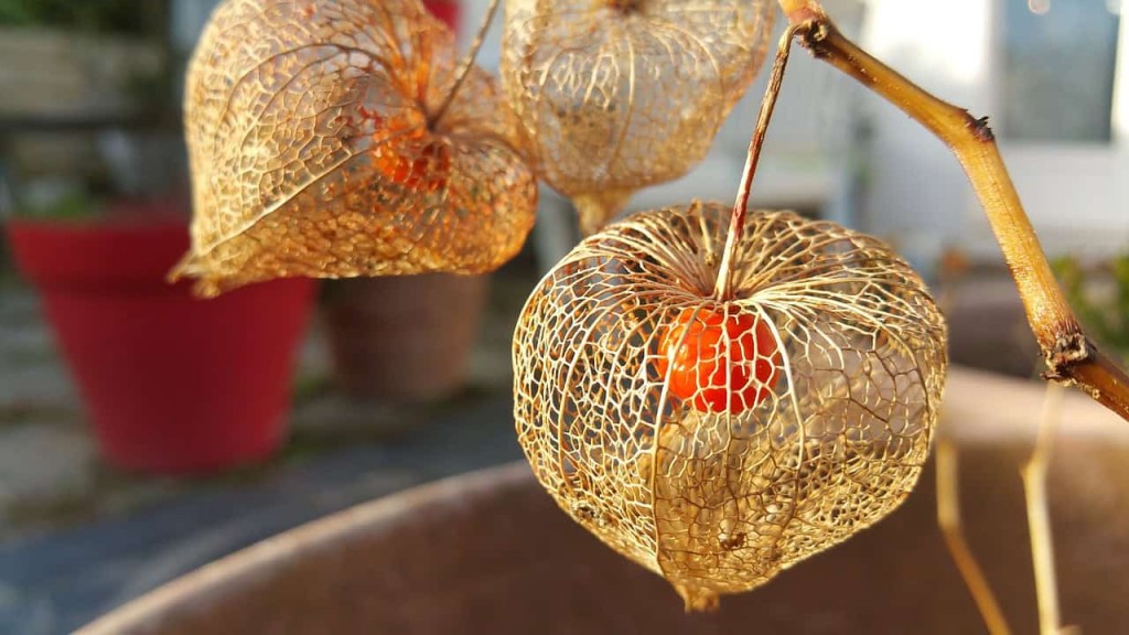 como plantar physalis em vaso