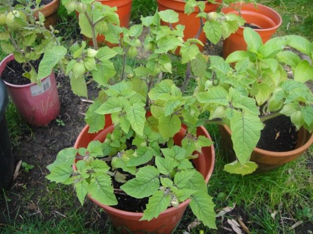 Como Fazer Geleia de Physalis Caseira