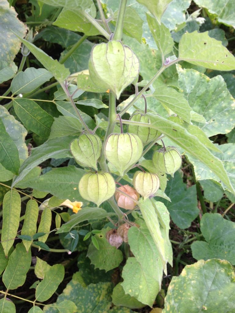 Controle Natural de Doenças em Physalis