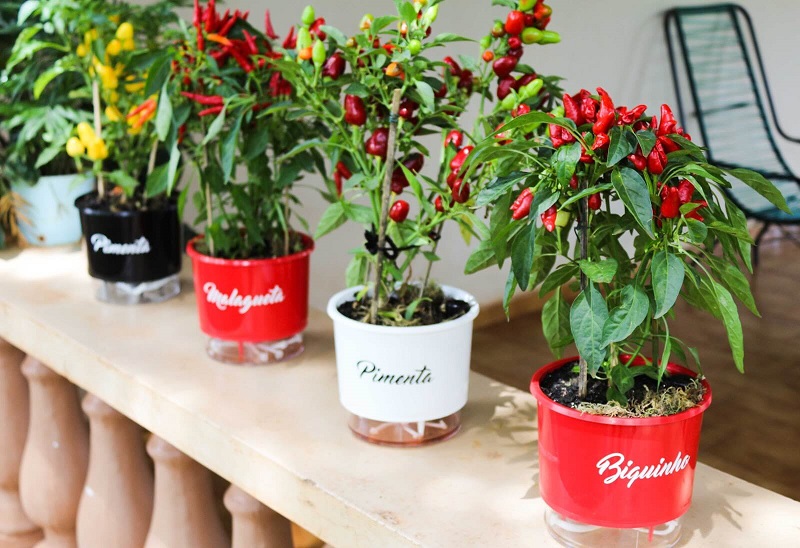 como plantar pimenta em vaso