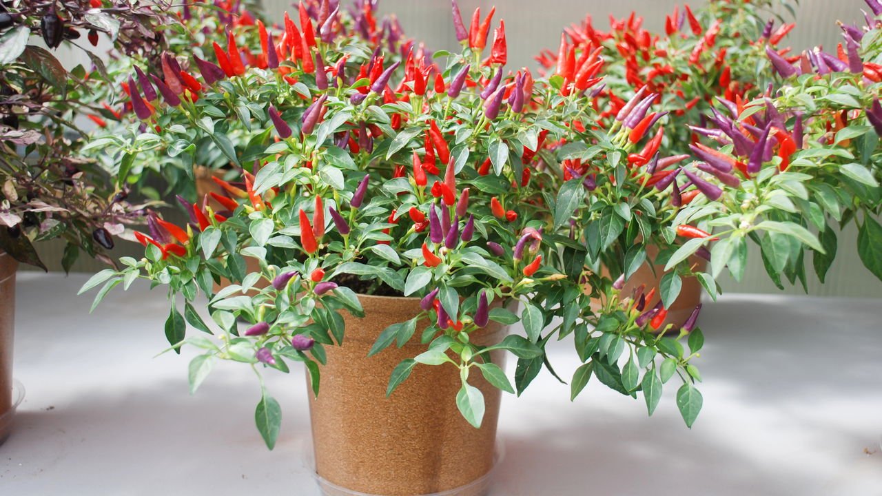 Os melhores substratos para o cultivo de pimenta