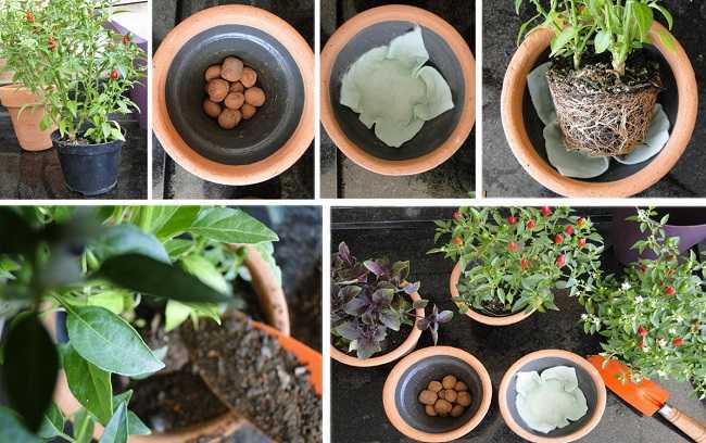 Receitas Deliciosas com Pimentas Cultivadas em Casa