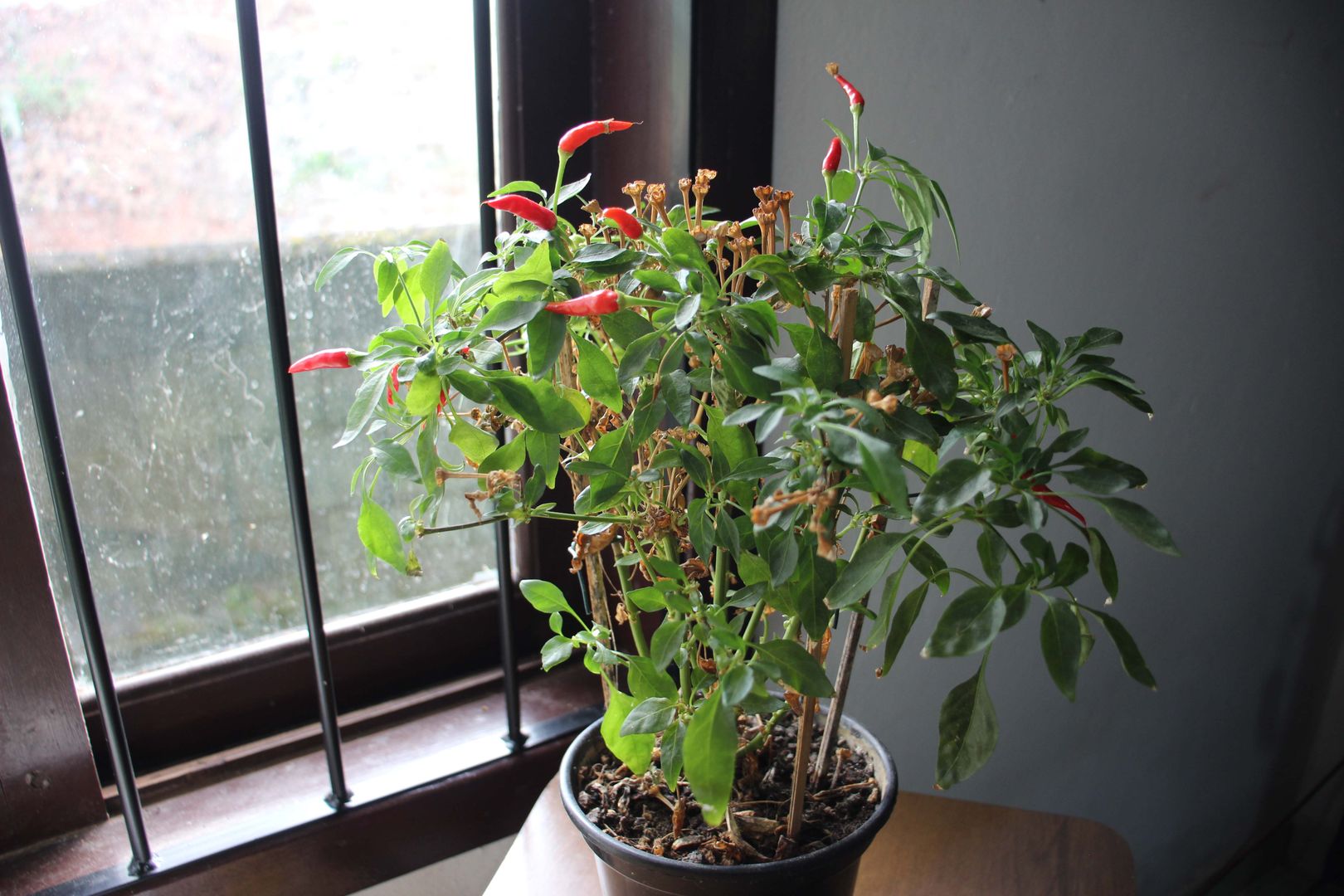 Guia Completo de Adubação para Pimenteiras Saudáveis