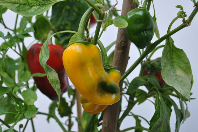 como plantar pimentão