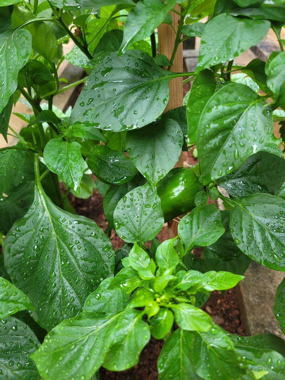 Como Resolver Problemas Comuns no Cultivo de Pimentão