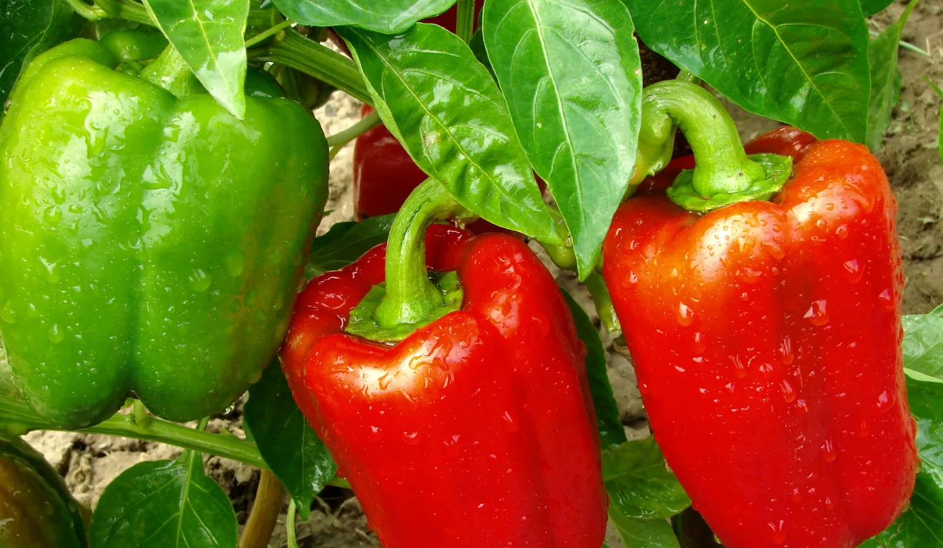 Melhores adubos para pimentão