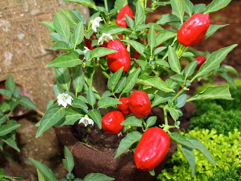 Como combater pragas no pimentão