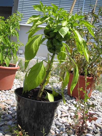 Variedades de pimentão para plantar em casa