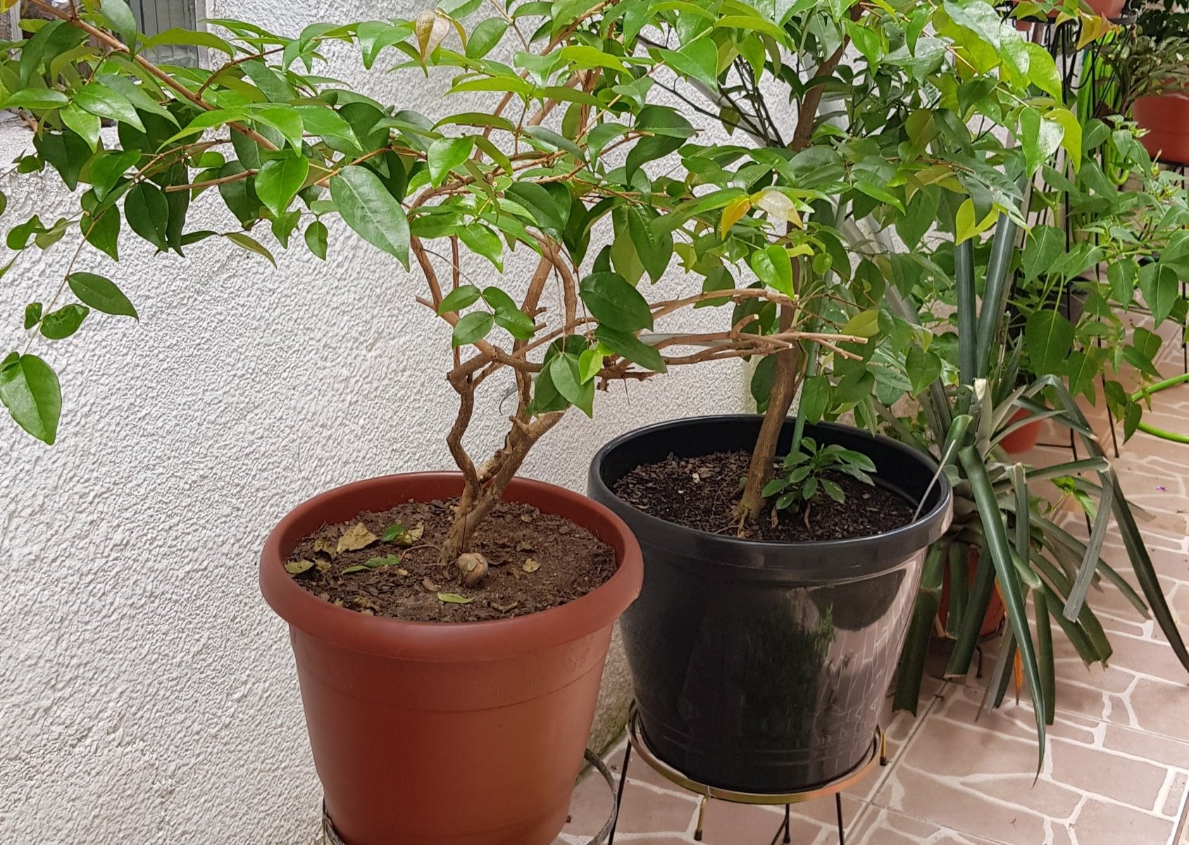 Guia Completo de Adubação para Pitangueiras