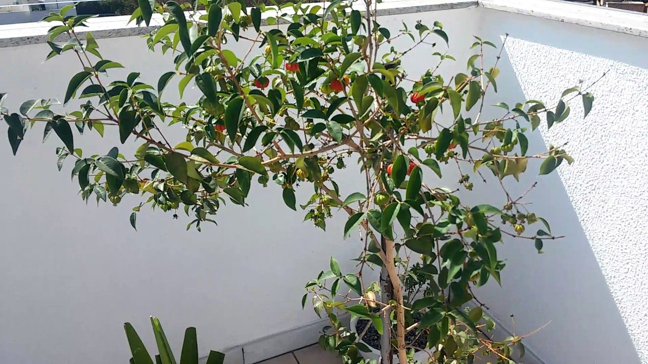 Como Resolver Problemas Comuns no Cultivo de Pitanga em Vaso