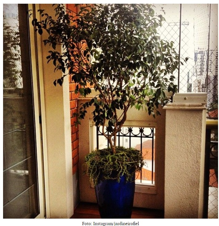 Receitas Deliciosas com Pitanga Fresca