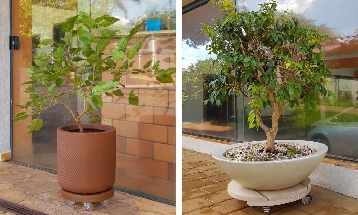 como plantar pitanga em vaso