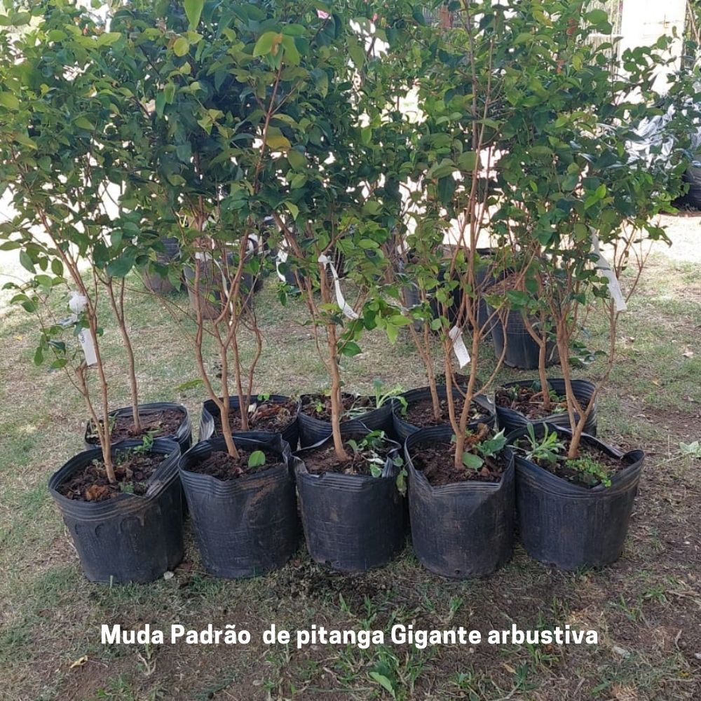 Como Resolver Problemas Comuns no Cultivo de Pitanga em Vaso
