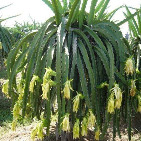 como plantar pitaya amarela