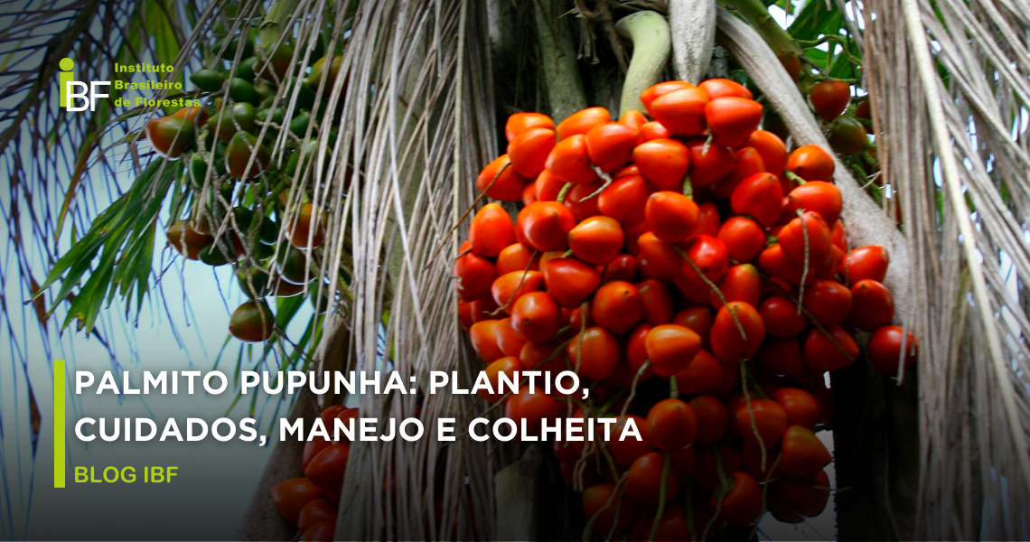 como plantar pupunha