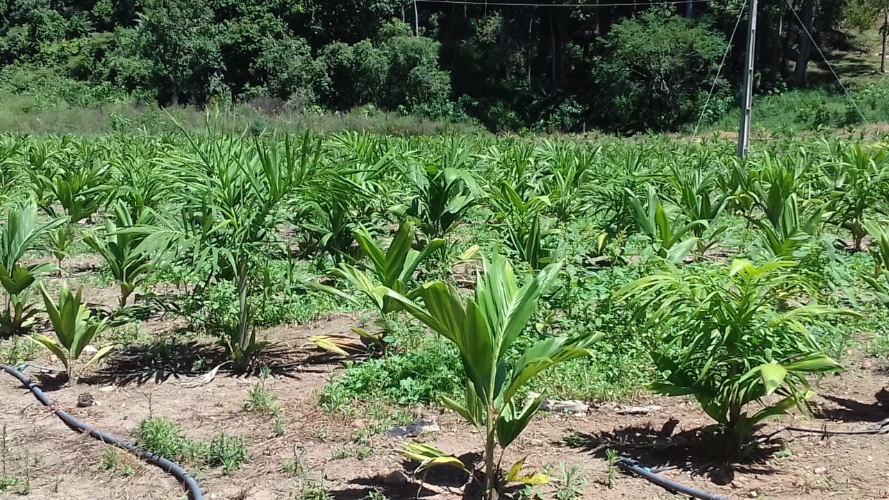 Rentabilidade do Cultivo de Pupunha para Palmito Comercial