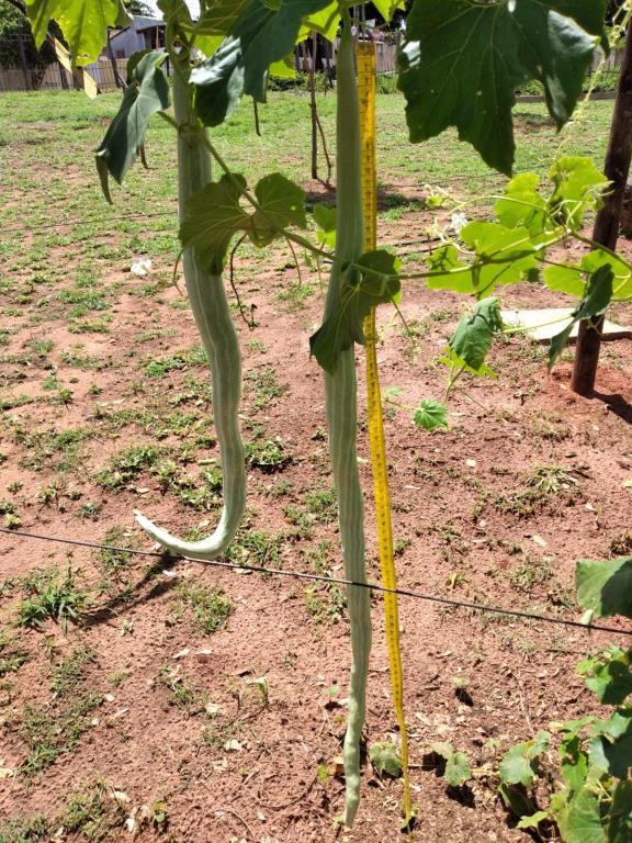 como plantar quiabo de metro