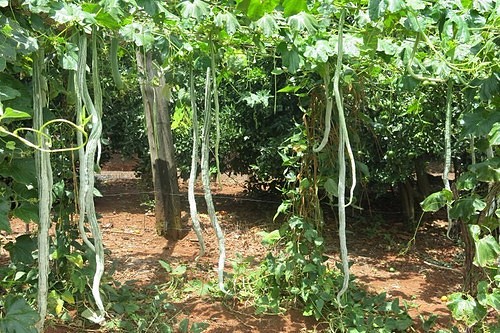 10 Receitas Incríveis com Quiabo de Metro