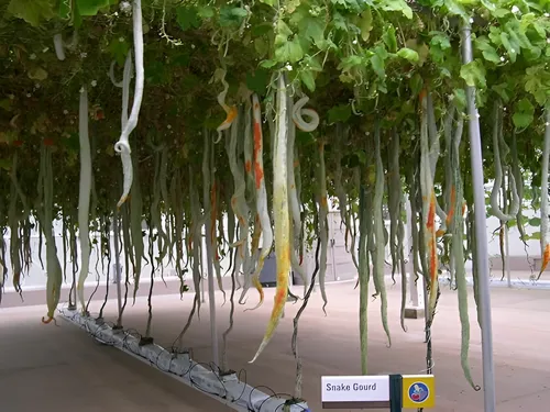 Guia Completo de Controle de Pragas para Quiabo de Metro